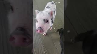 Mini/Micro Pig Animals Videos
