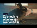 Hoe red je je konijn van oververhitting? 3 tips! | RTV Oost