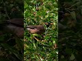 Myna Bird Eating Berries Nature Close Up Shot Shorts