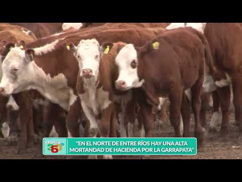 NICASIO TITO   EN EL LITORAL LA SITUACIÓN DE LA GARRAPATA ES DESESPERANTE