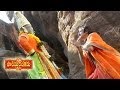 Paandurangadu Movie Neela Megha Video Song Bala Krishna Sneha