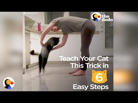 How To Teach Your Cat A Trick In 6 Easy Steps | The Dodo