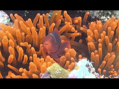 Exploring Ecosystems: Coral Reef Symbiosis | California Academy of Sciences