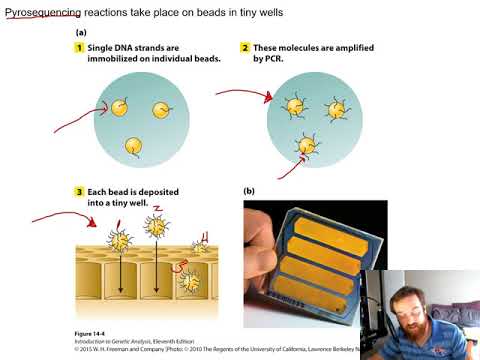 Genomes and Genomics (Chapter 14)