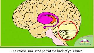 Action 11. Module 3. The Human Brain