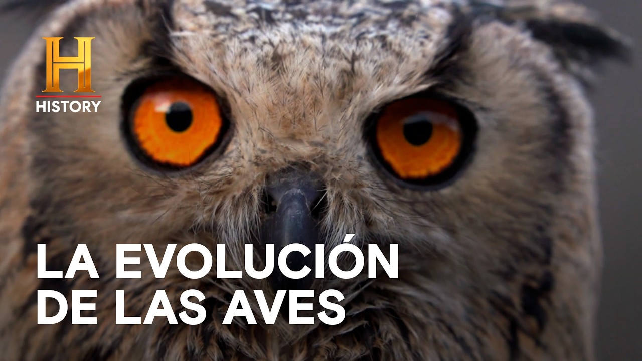 AVES QUE DETECTAN DESASTRES NATURALES 🐦 - Inexplicable con William Shatner