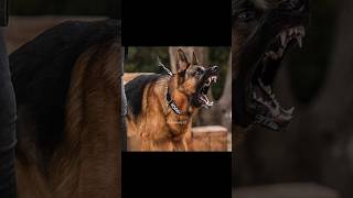 Download lagu ANJING BERBAHAYA YANG BISA MEMBUNUH MANUSIA😰  #shorts #gudangit mp3