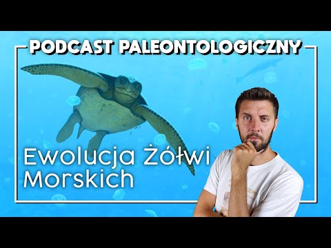 Ewolucja i tryb życia żółwi morskich [Podcast Paleontologiczny #5]