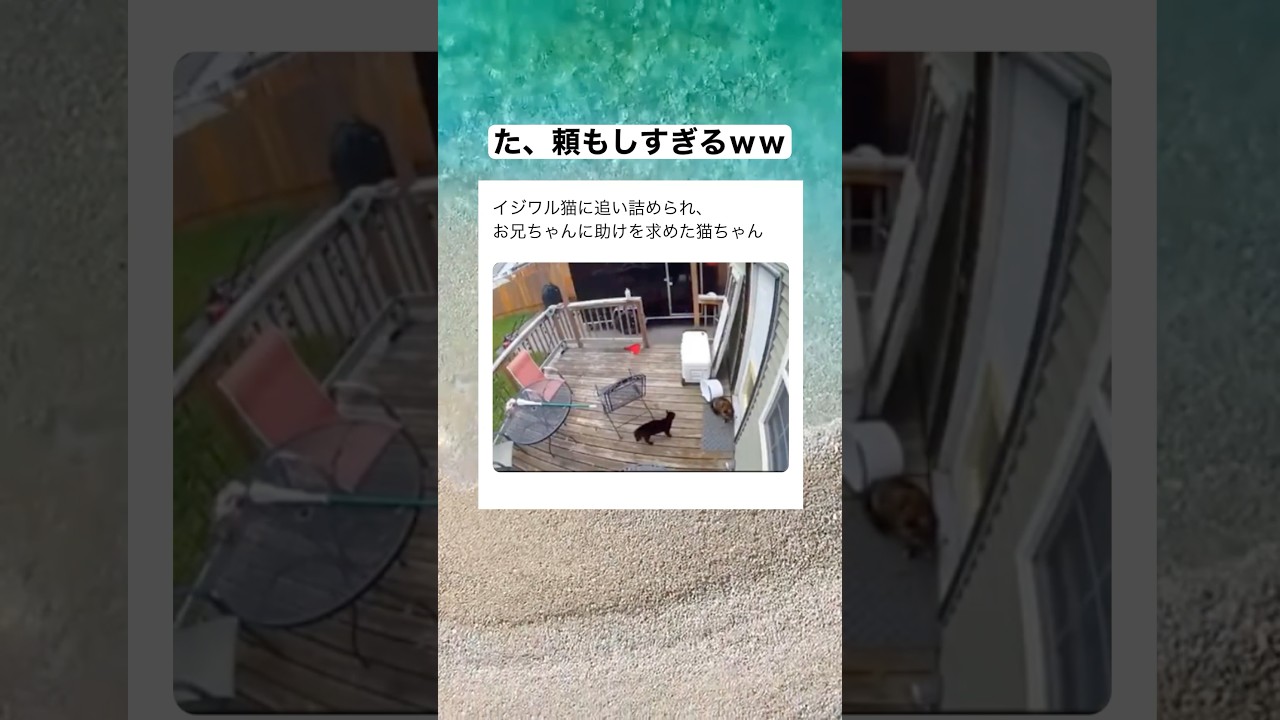 妹をいじめるやつは許さん！　#shorts #動物 #おすすめ