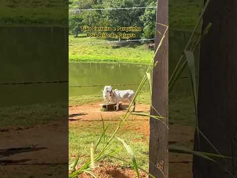 Tião Carreiro e Pardinho. Boiadeiro de palavra.