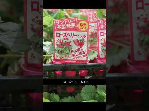 イチゴのボウル