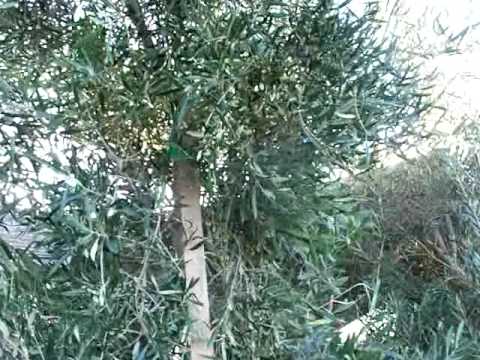 Olive Mature Majestic Beauty.mov Video