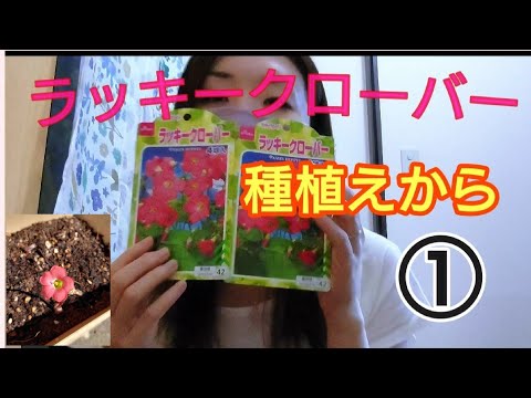 ラッキークローバー 植物