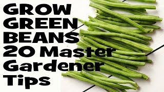 How to Grow Green Beans: 20 Master Gardener Tips