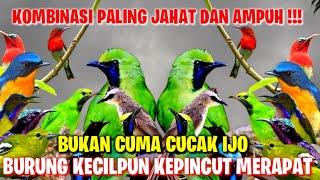Download lagu Jahat Tapi Ampuh !! Suara Pikat Cucak Ijo Ribut Kombinasi Burcil Cocok Untuk Mikat Di Hutan mp3