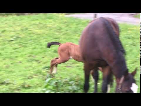 Taloubet Z-Caretano-Ramiro