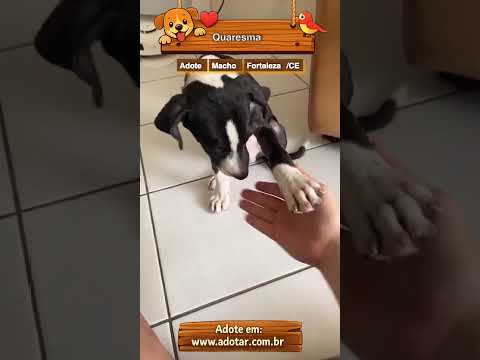 Vídeo de Quaresma