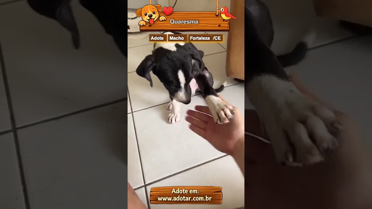 Cachorro raça SRD-ViraLata idade 2 a 6 meses nome Quaresma