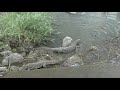 Water Loving Nile Monitor Lizards Basking Hunting And Chasing