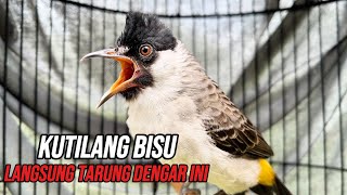 Download lagu Suara burung Kutilang Gacor Pancing Emosi KUTILANG Bisu Auto Nyaut Tarung mp3