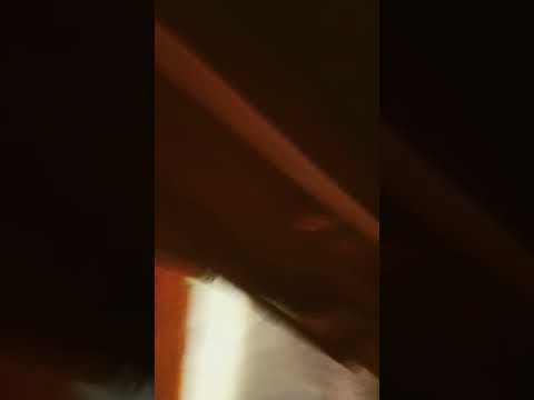 el mata gallinas nos vio 🥴😨😱😱