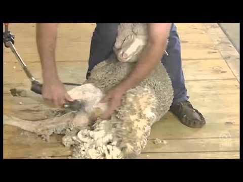 AWI Novice - Shearing Positions - First Hind Leg Demonstration