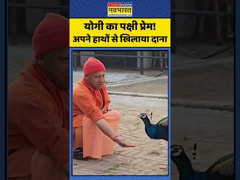 CM Yogi का पक्षी प्रेम! अपने हाथों से खिलाया दाना | #uttarpradesh #cmyogi #timesnownavbharat