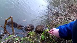 preview picture of video 'Nutria oder Bisamratte?'