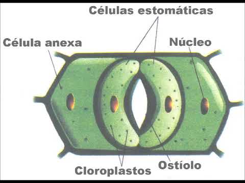 Vídeo Aula sobre os Mecanismos de Abertura e Fechamento de Estômatos