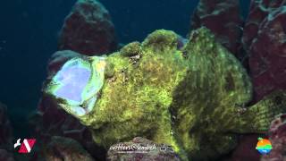 preview picture of video 'Muck Diving in Lembeh Strait Episode 51'