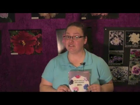 Saintpaulia - skötsel - så här sköter du om den på bästa sätt och får den att blomma !