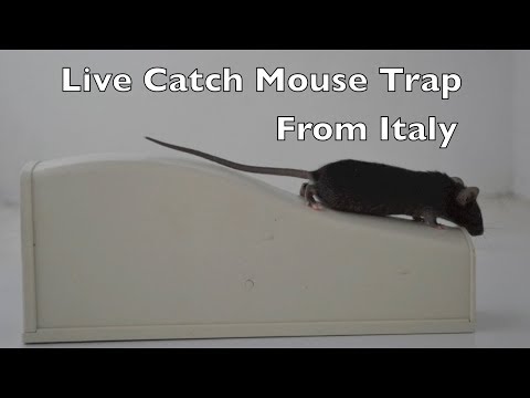 A Live Catch Mouse Trap from Italy.