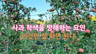 사과 착색을 방해하는 요인/사과 착색 이것만 잘 하면 된다