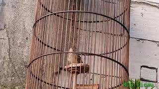 Download lagu Branjangan NTB gacor istimewa mp3 Download lagu Branjangan NTB gacor istimewa mp3