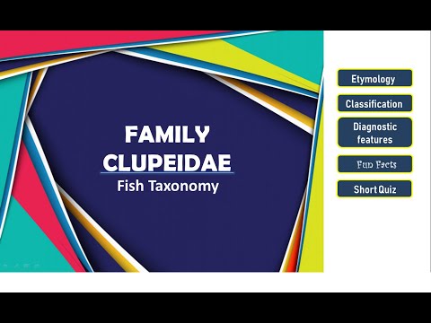 , title : 'Fish Taxonomy - Clupeidae'