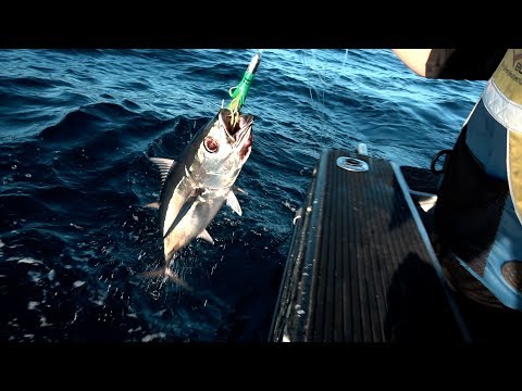 download lagu mp3 mp4 Albacore Tuna Recipe Nz, download lagu Albacore Tuna Recipe Nz gratis, unduh video klip Albacore Tuna Recipe Nz