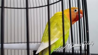 Download lagu LOVEBIRD BETINA JEDA RAPET || BETINA KONSLET || MASTERAN LOVEBIRD BETINA KONSLET mp3