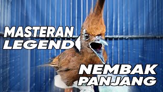 Download lagu Masteran Cililin Gacor Suara Jernih Full Tembakan ak47 mp3