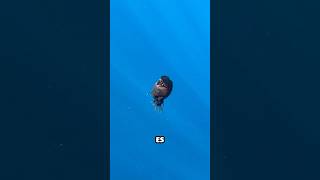 Misterioso Pez de las Profundidades aparece en la Superficie del Mar