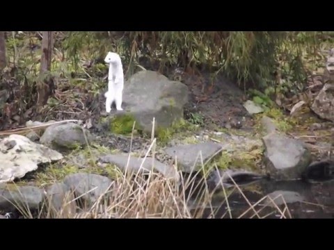 Łasica biała zimowa, gronostaj.