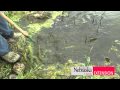 Controlling Algae and Weeds in a Pond 