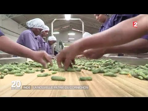 download lagu mp3 mp4 Cornichon Franais Maille, download lagu Cornichon Franais Maille gratis, unduh video klip Cornichon Franais Maille