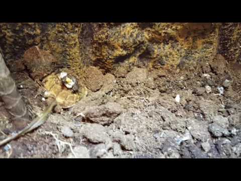 The Perfect crap shot!