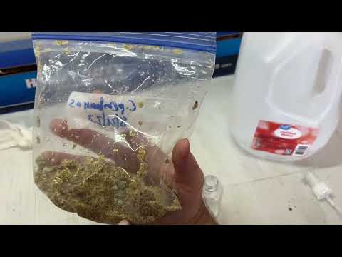 Chrysalidocarpus back cross hybrid palm tree made by spray dispersion