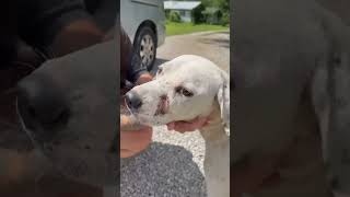 Video preview image #1 Mutt Puppy For Sale in Crystal, MN, USA