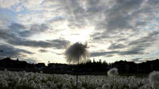 The Orange Peels: Broken WIng