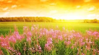 Open Window   Sarah Harmer