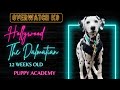 Hollywood 12 W O Dalmatian Training Journey Puppy Academy