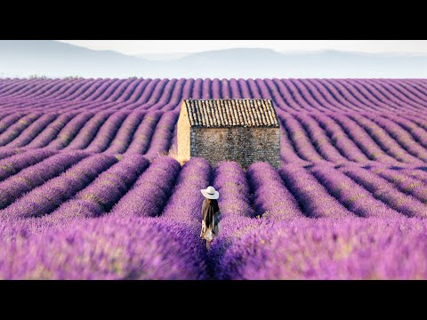 Lavender Fields of the Provence, France (4K Stock)