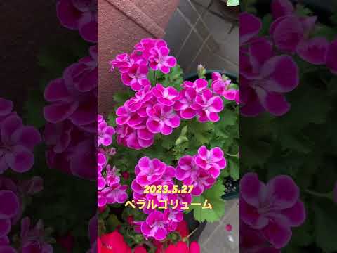 庭や屋内でゼラニウムと組み合わせる植物はどれですか？どういう基準で？  庭園